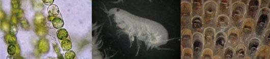 生物分析