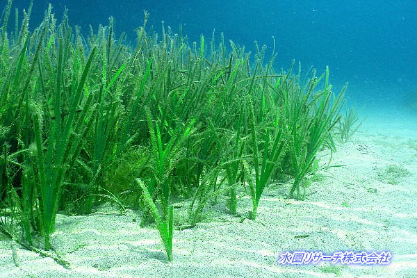 水圏リサーチ